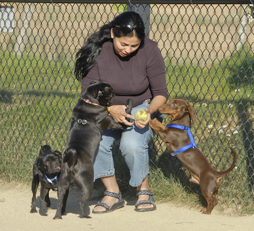 Mountain View Dog Park May 20, 2007