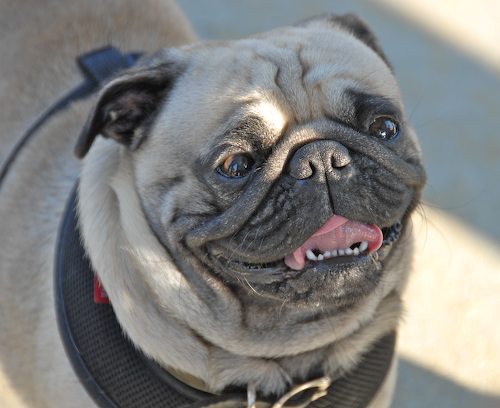 Rio and Sheba return to the Mountain View Dog Park for Fun!