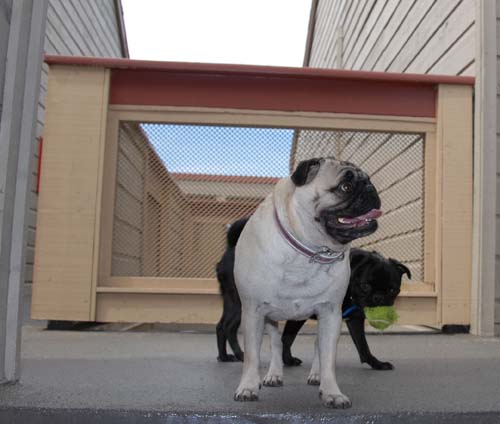 Sheba and Rio Getting Ready to Play