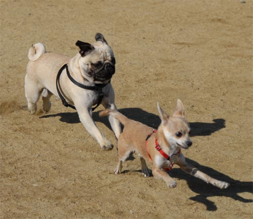 Mountain View Dog Park - March 25, 2007