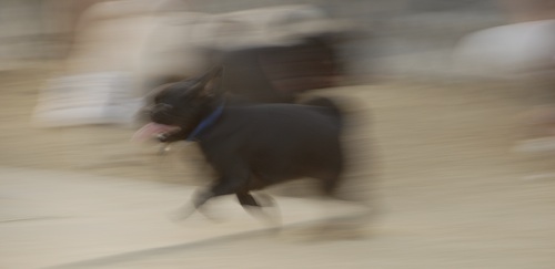 Mountain View Dog Park May 13, 2007