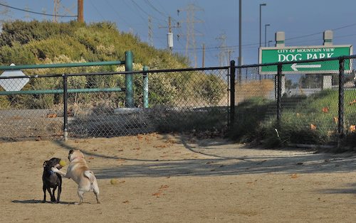 Rio and Sheba return to the Mountain View Dog Park for Fun!