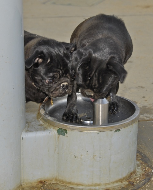 Mountain View Dog Park May 13, 2007