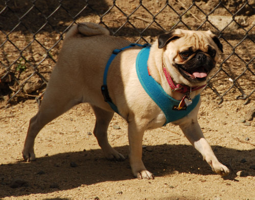 Calypso Returns - April 8, 2007