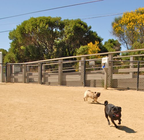 Sheba and Rio return to the Dog Park
