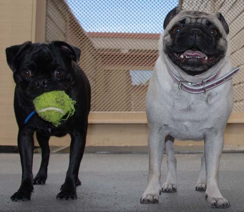 Sheba and Rio Getting Ready to Play