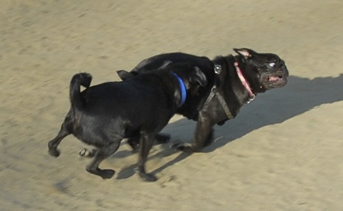 Mountain View Dog Park May 20, 2007