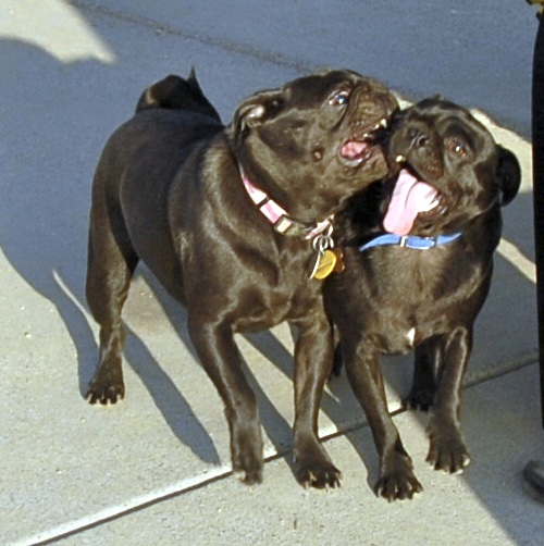 Mountain View Dog Park May 13, 2007
