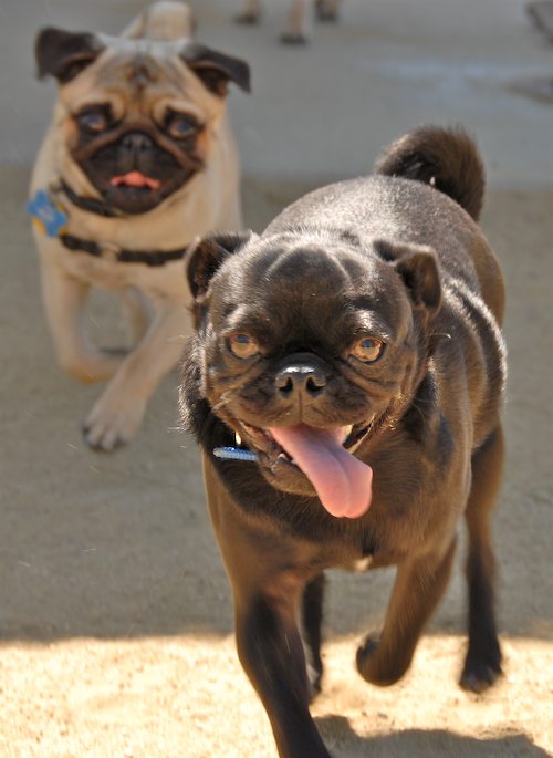 Sheba and Rio return to the Dog Park