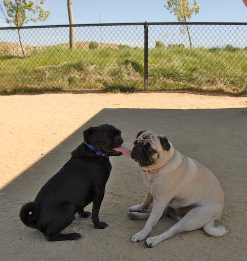 Sheba and Rio return to the Dog Park