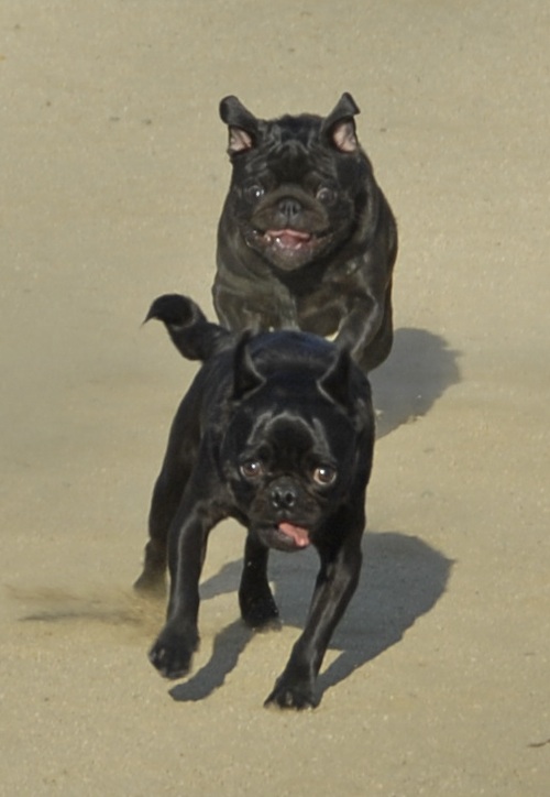 Mountain View Dog Park May 20, 2007