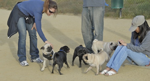 June 3, 2007 Mountain View Dog Park