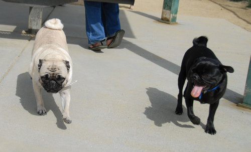 Mountain View Dog Park - April 1, 2007