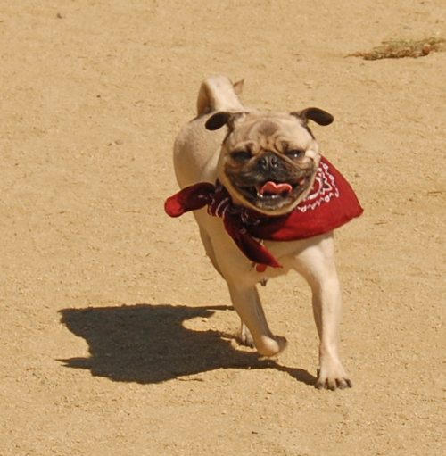 Sheba and Rio return to the Dog Park