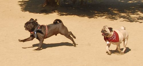 Sheba and Rio return to the Dog Park