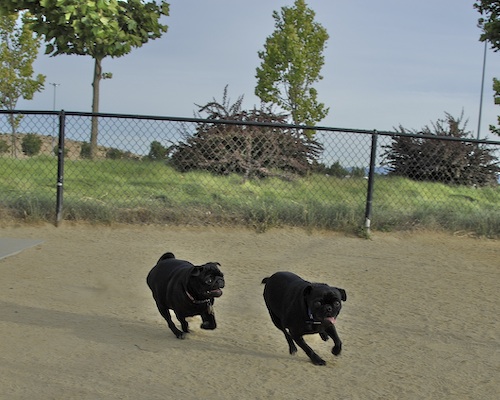 June 3, 2007 Mountain View Dog Park