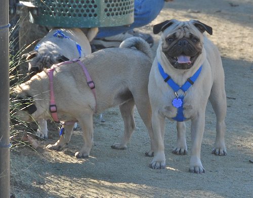 Rio and Sheba at the Mountain View Dog Park - October 21 2007!
