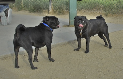 June 3, 2007 Mountain View Dog Park