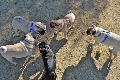 Rio and Sheba at the Mountain View Dog Park - October 21 2007!