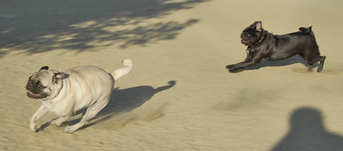 Mountain View Dog Park May 20, 2007