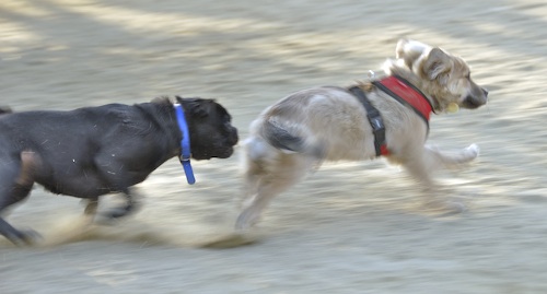Mountain View Dog Park May 13, 2007