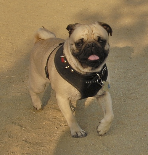 Mountain View Dog Park May 13, 2007