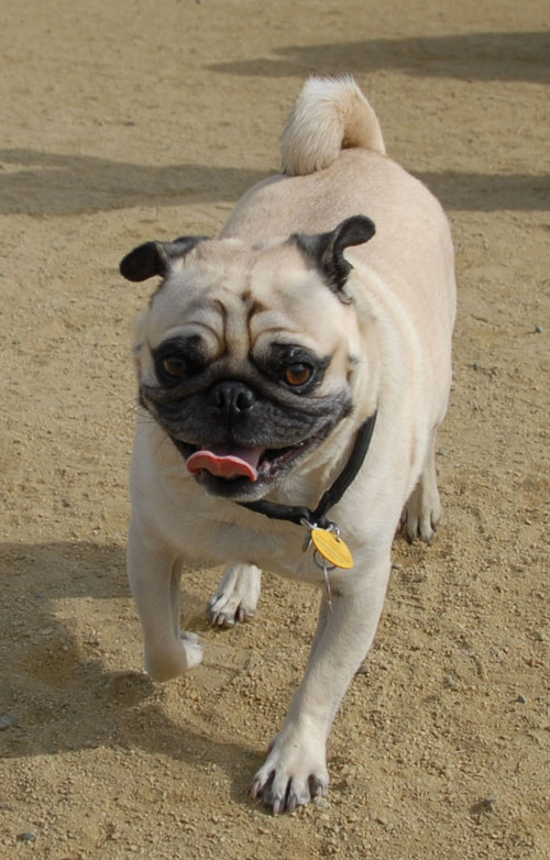 Mountain View Dog Park - April 1, 2007