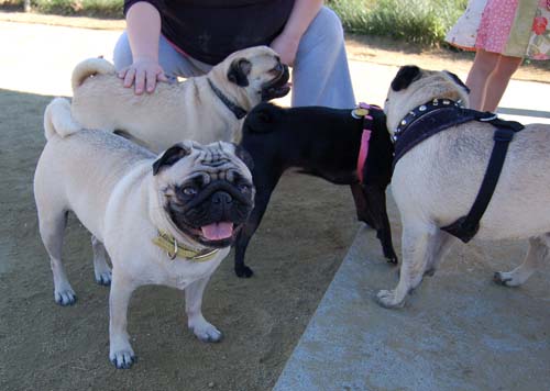 Mountain View Dog Park - March 11, 2007