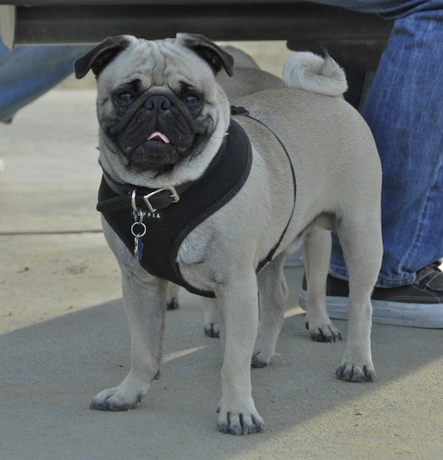 June 3, 2007 Mountain View Dog Park