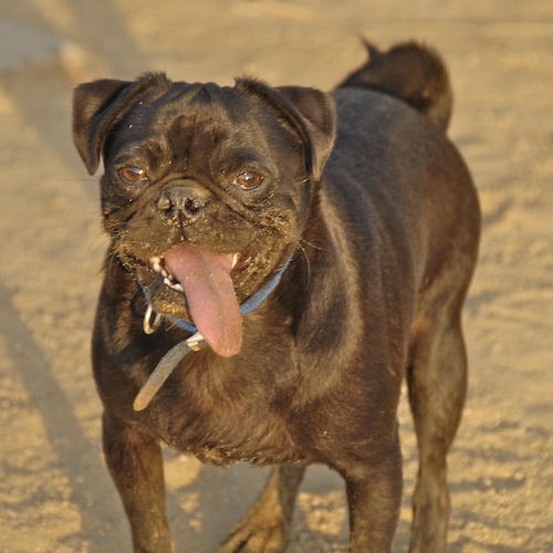 Mountain View Dog Park May 13, 2007