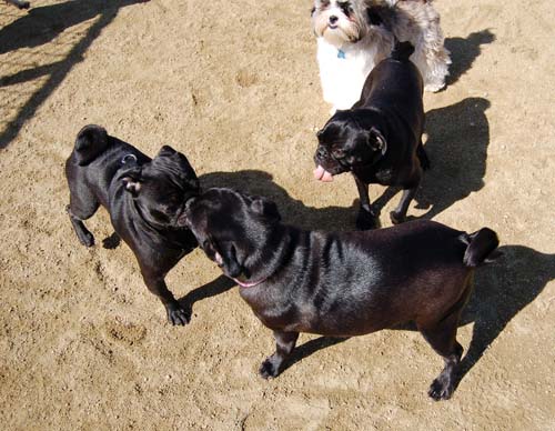 Mountain View Dog Park - March 18, 2007