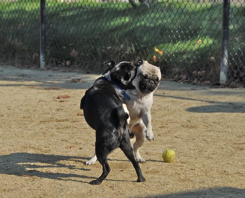 Rio and Sheba return to the Mountain View Dog Park for Fun!
