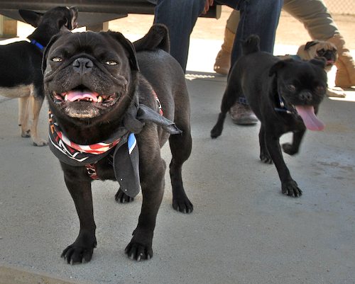 Sheba and Rio return to the Dog Park