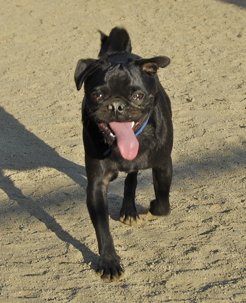 June 17, 2007 Mountain View Dog Park