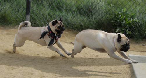 Mountain View Dog Park - April 1, 2007