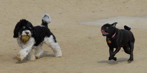 Mountain View Dog Park - March 25, 2007