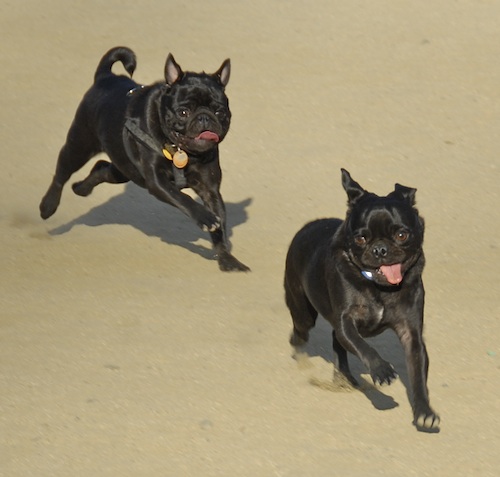 Mountain View Dog Park May 20, 2007