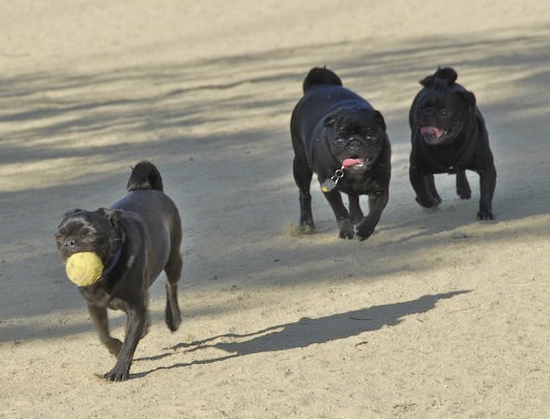 June 17, 2007 Mountain View Dog Park