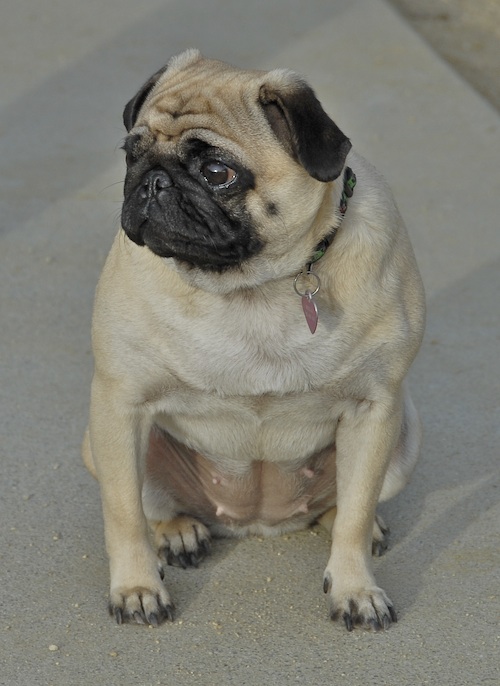 June 3, 2007 Mountain View Dog Park
