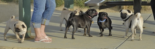 June 3, 2007 Mountain View Dog Park