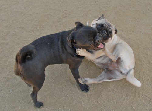 Sheba and Rio return to the Dog Park