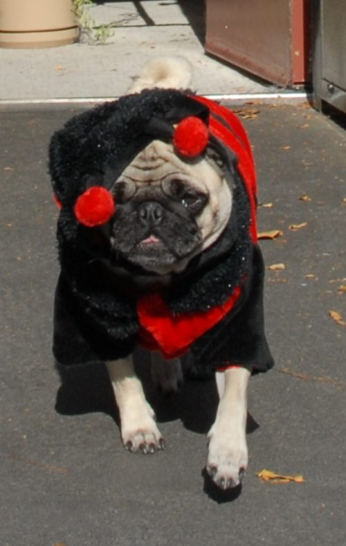 Rio and Sheba Lady Pugs - Happy Halloween - October 31 2007!