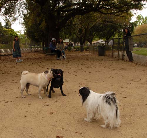 3 years of Sheba in Palo Alto - April 7, 2007