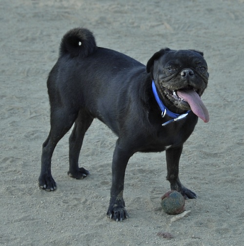 June 17, 2007 Mountain View Dog Park