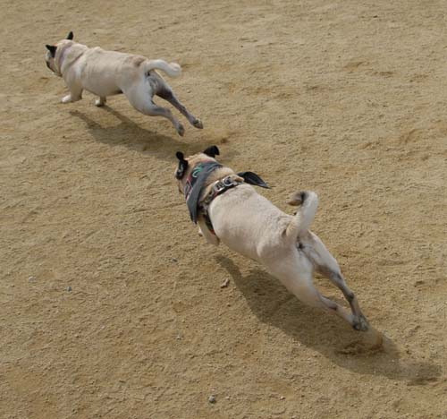 Mountain View Dog Park - April 1, 2007