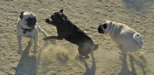 Mountain View Dog Park May 20, 2007