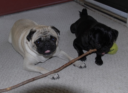 Rio & Sheba Share a Stick