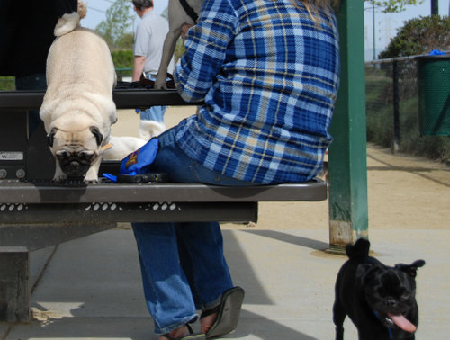 Mountain View Dog Park - April 1, 2007