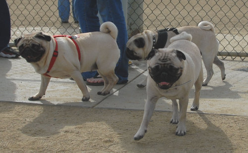 Mountain View Dog Park - April 1, 2007