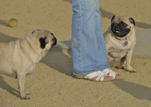June 3, 2007 Mountain View Dog Park